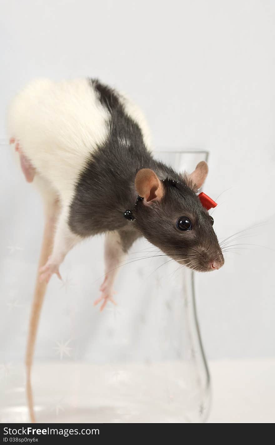 Rat got out of a glass jar. On a white background.