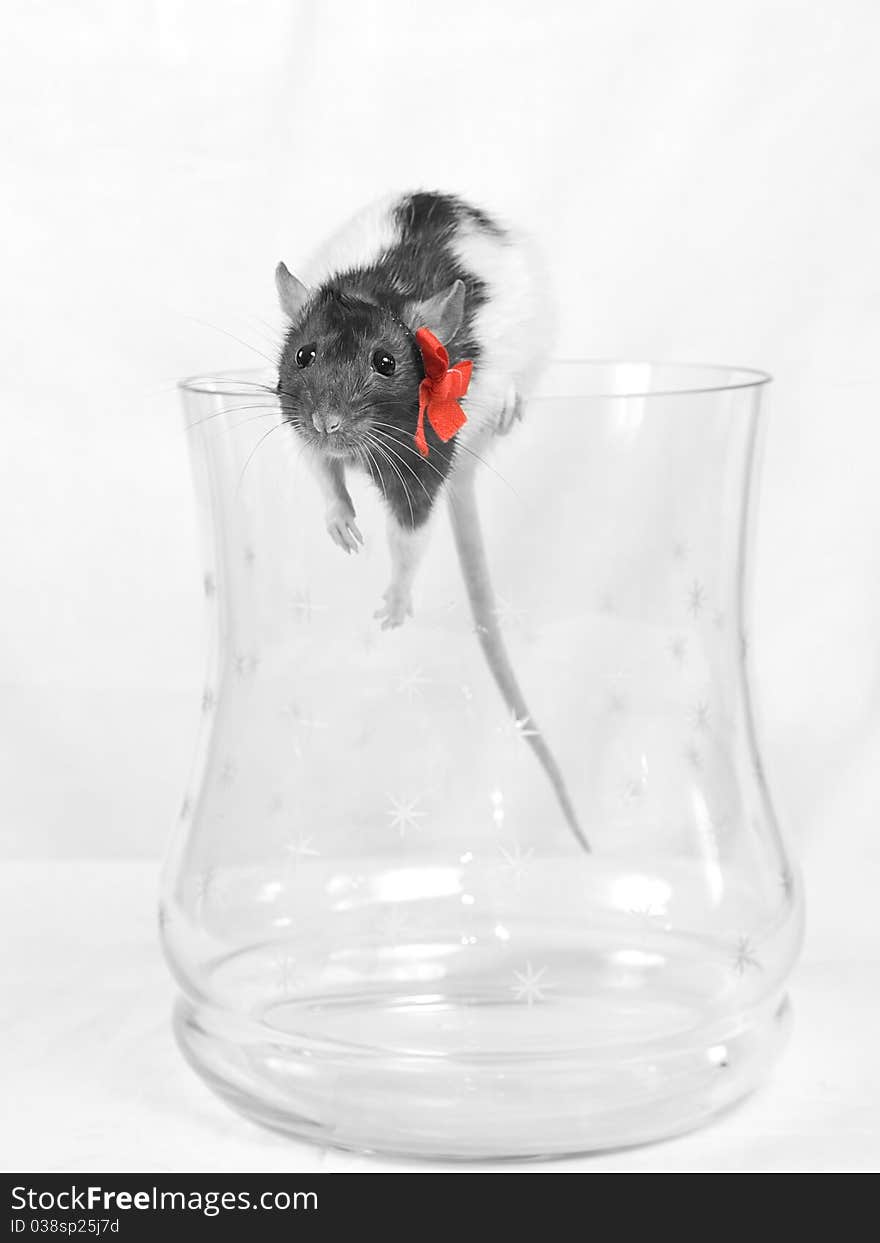 Rat got out of a glass jar. On a white background.