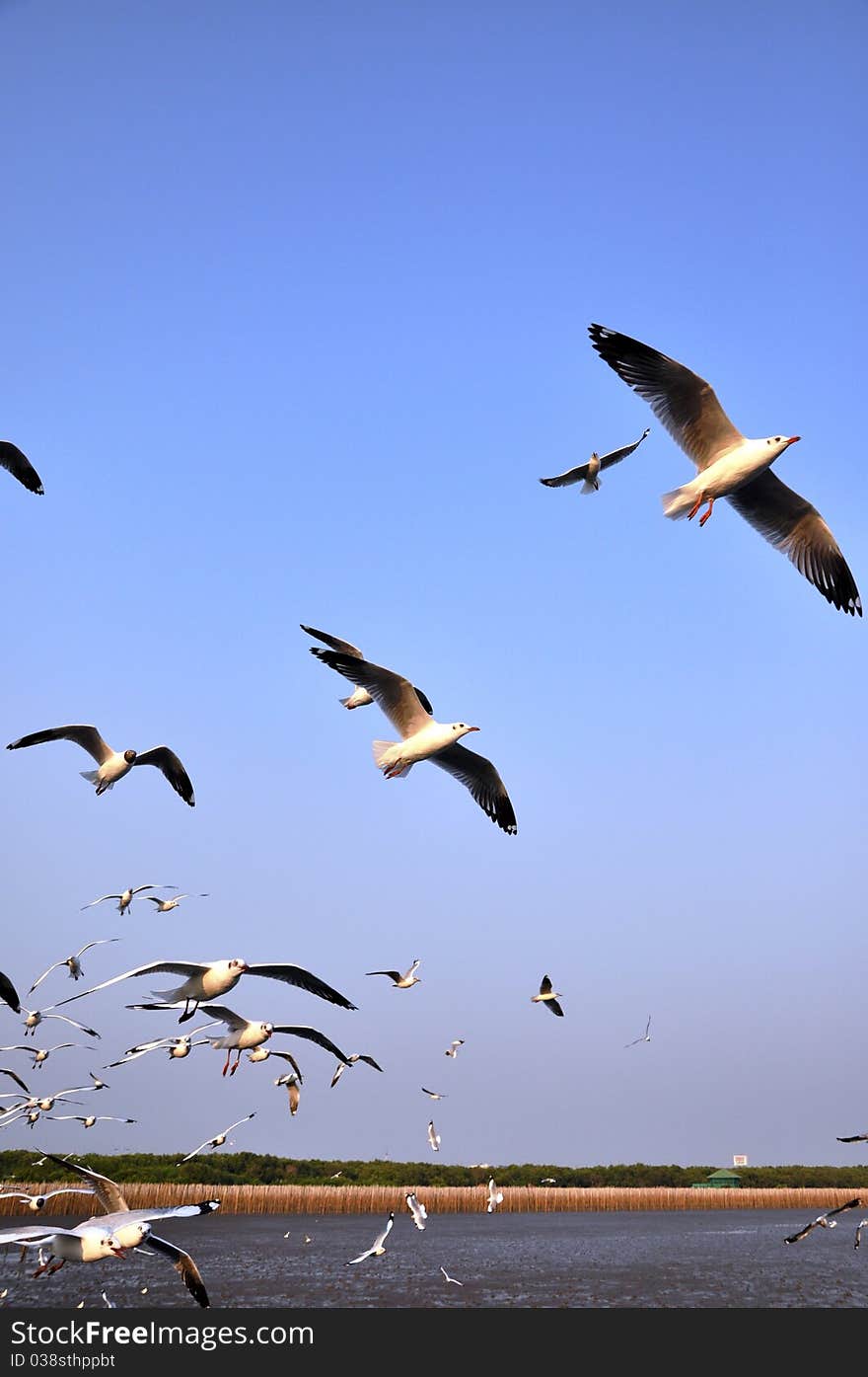 Seagull in Bang-pu,thailand. Seagull in Bang-pu,thailand