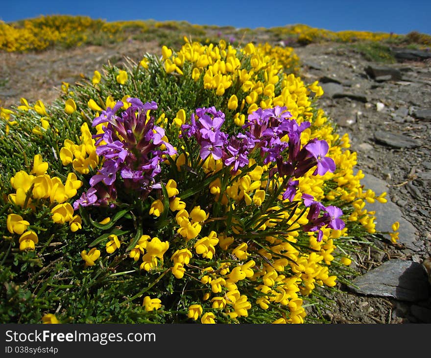 Yellow and Purple flowers over a Hill, in Mount Chullo. Ragua Port. Sierra Nevada. Spain. Yellow and Purple flowers over a Hill, in Mount Chullo. Ragua Port. Sierra Nevada. Spain