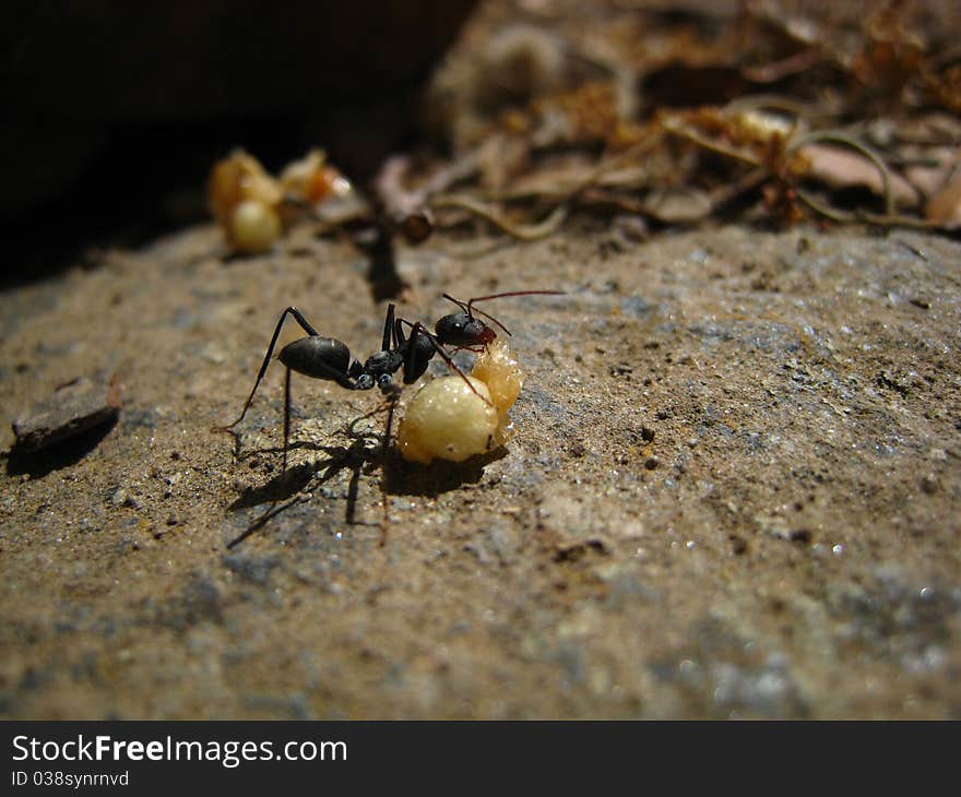 Ant eating crisp rice on a stone. Sierra Nevada. Granada/Grenade. Spain. Ant eating crisp rice on a stone. Sierra Nevada. Granada/Grenade. Spain