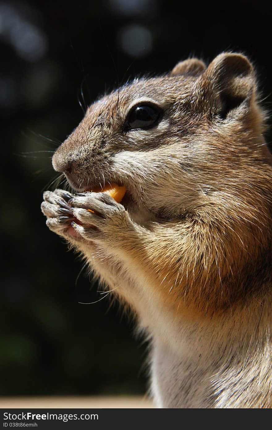 Chipmunk Eating