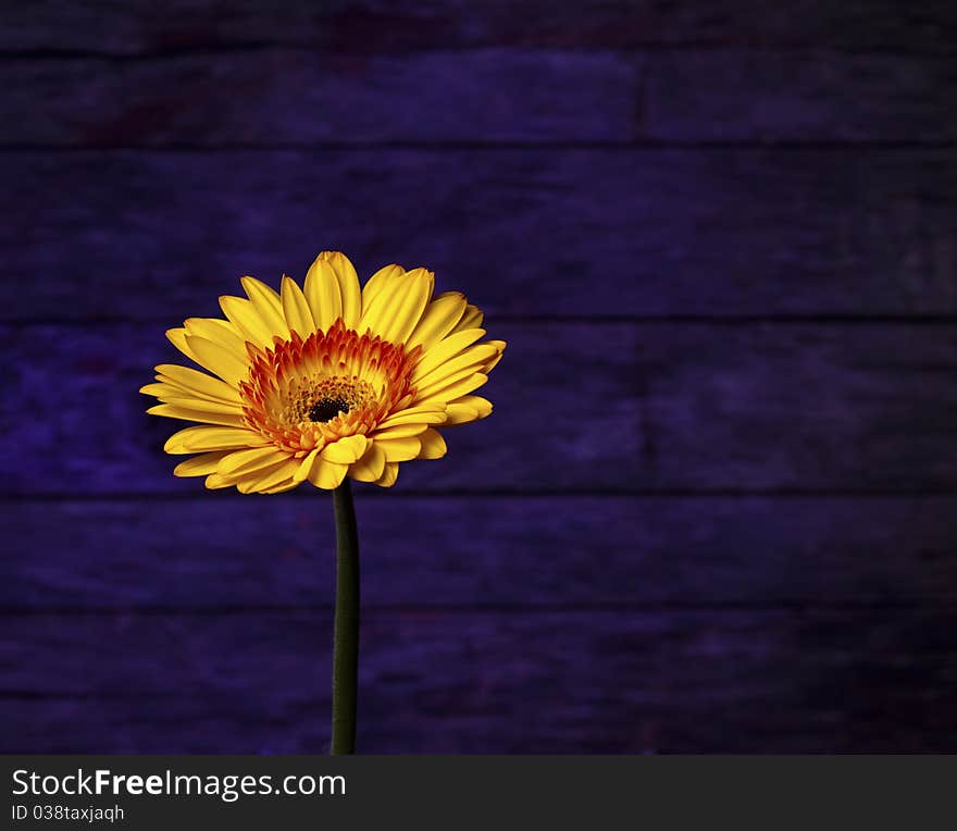 A little bright gold Gerbera Daisy on a unique deep purple background. Lots of copy space. A little bright gold Gerbera Daisy on a unique deep purple background. Lots of copy space.