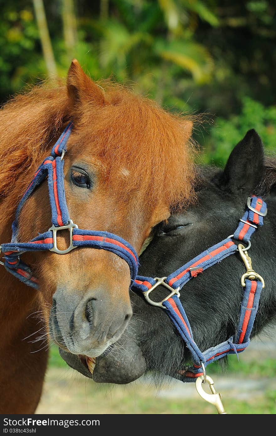 Two horses of different colors. Two horses of different colors