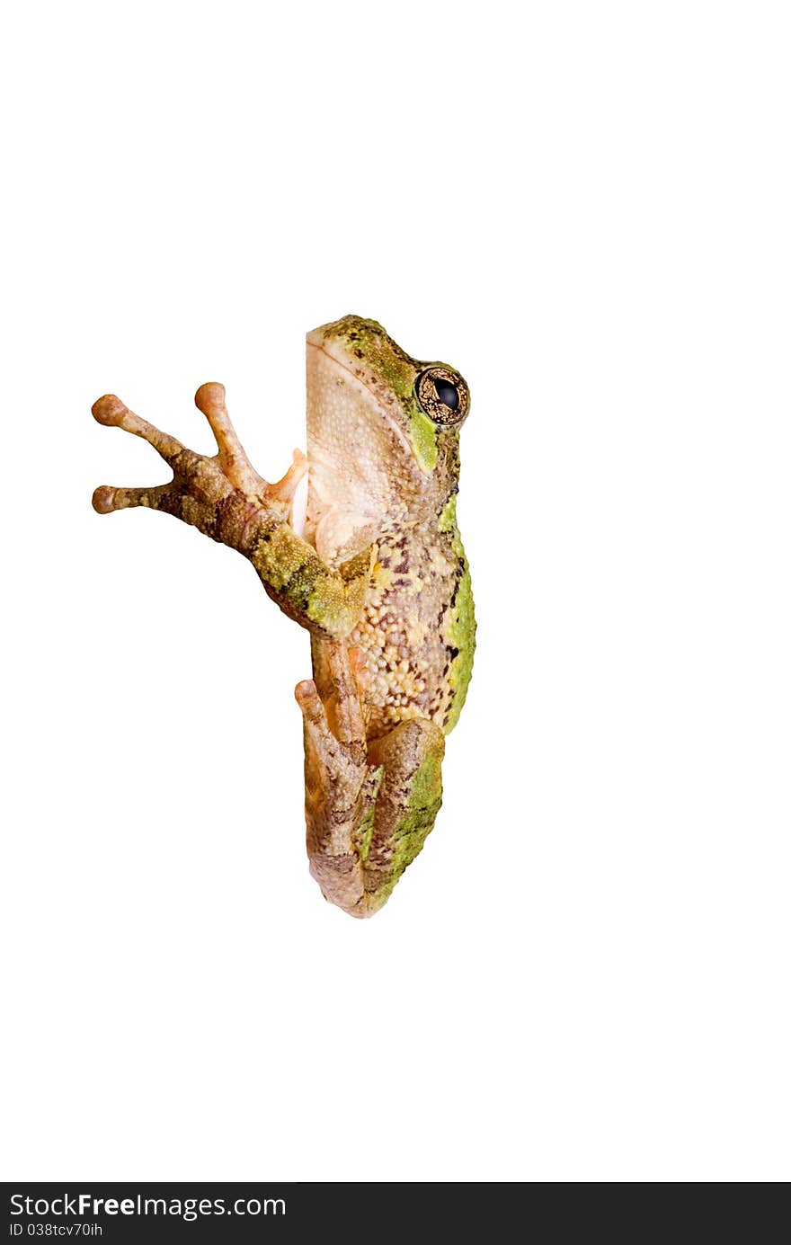 A green tree frog clinging to a corner. On a white background so you can Insert your own edge.