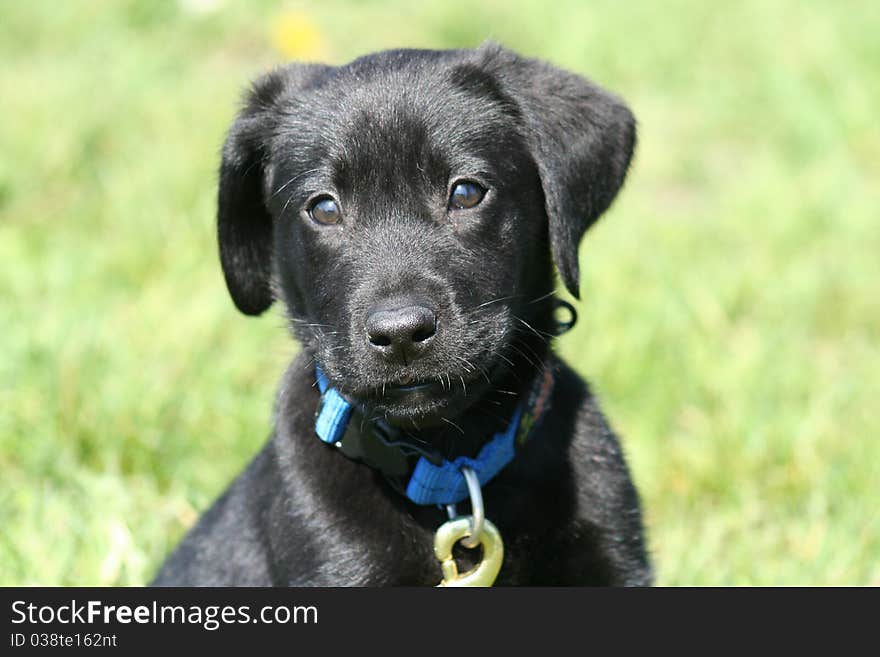 Black lab puppy close up with grass in the background