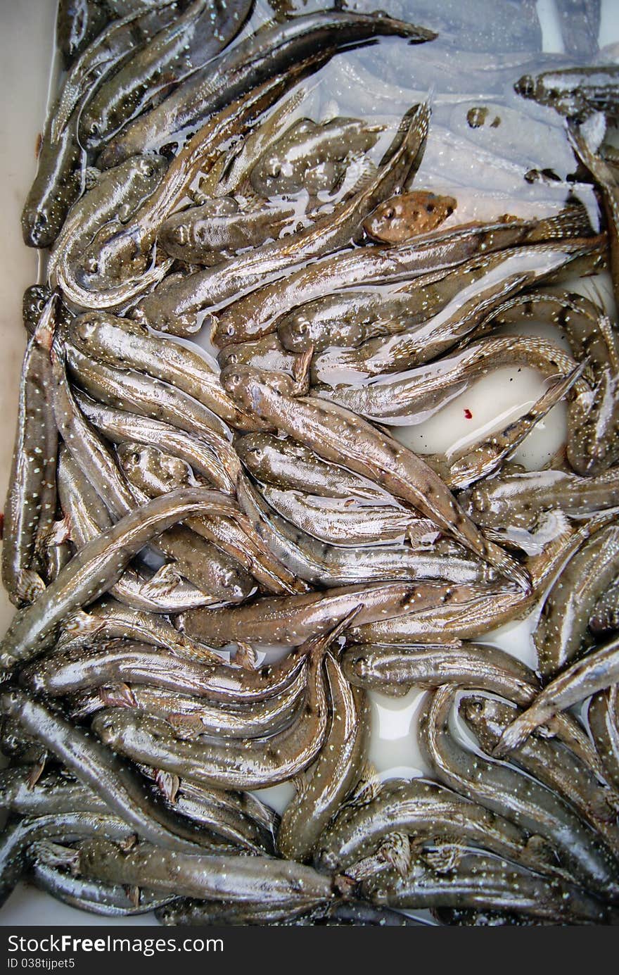 Marine fish, marine fish from the sea salvage back, very fresh; now lying in the market, waiting for people to purchase. Fish, is that people particularly like to eat marine life.