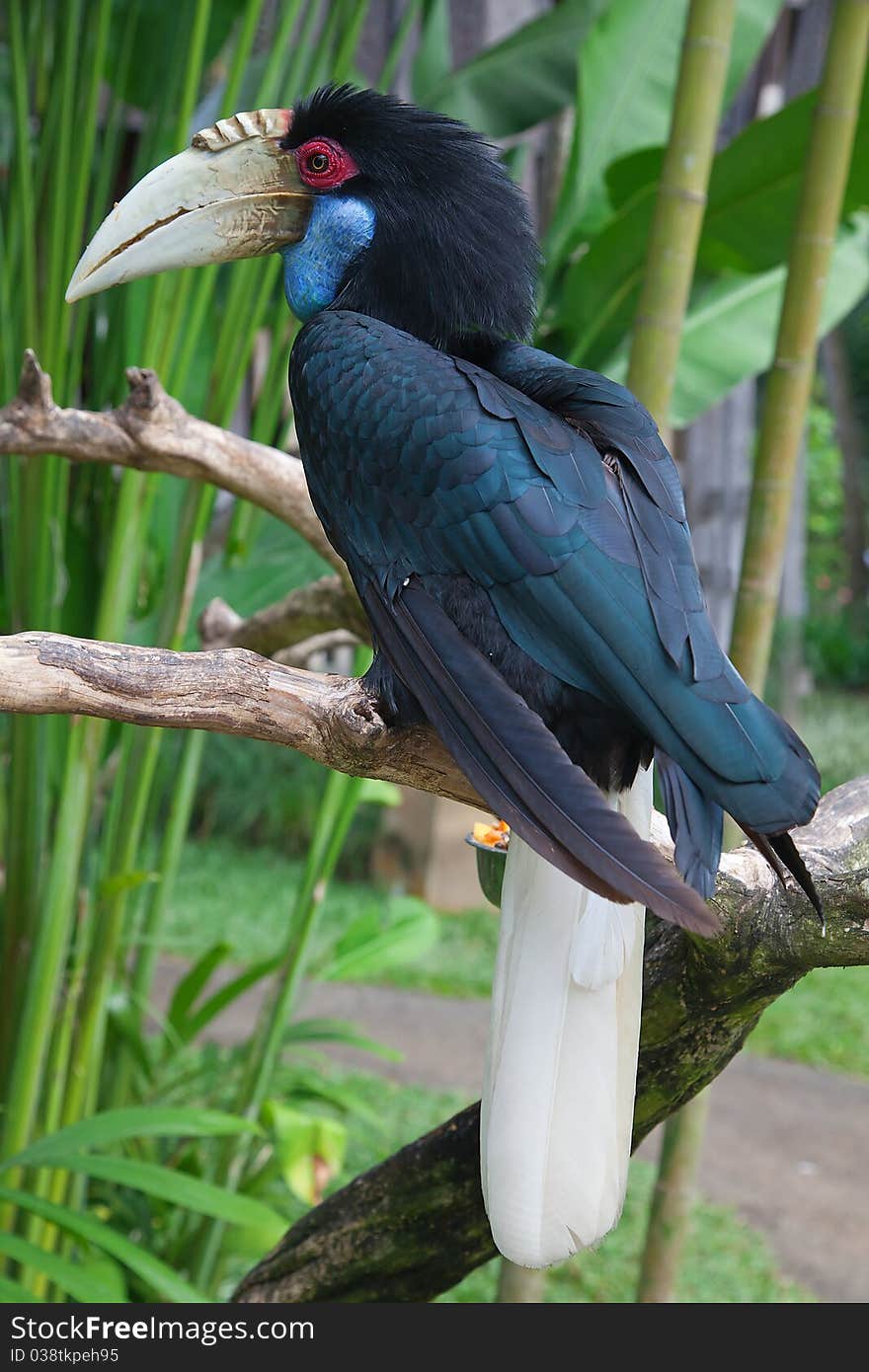 Hornbill in captivity at Bali bird aviary in Indonesia