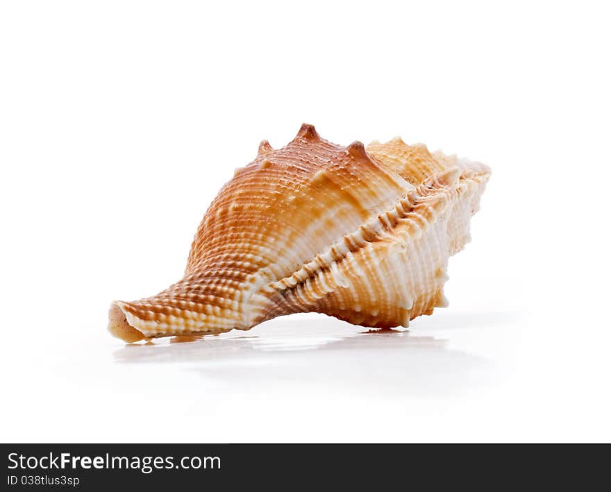 Clamshell on a white background isolated. Clamshell on a white background isolated