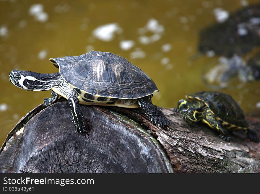 Turtle taken in a park