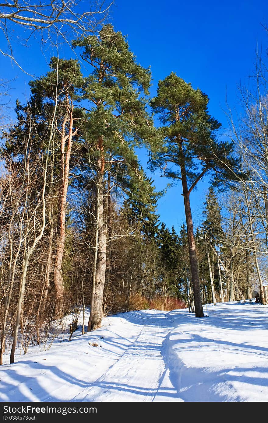 Winter landscape, pine trees near the road blue sky. Winter landscape, pine trees near the road blue sky