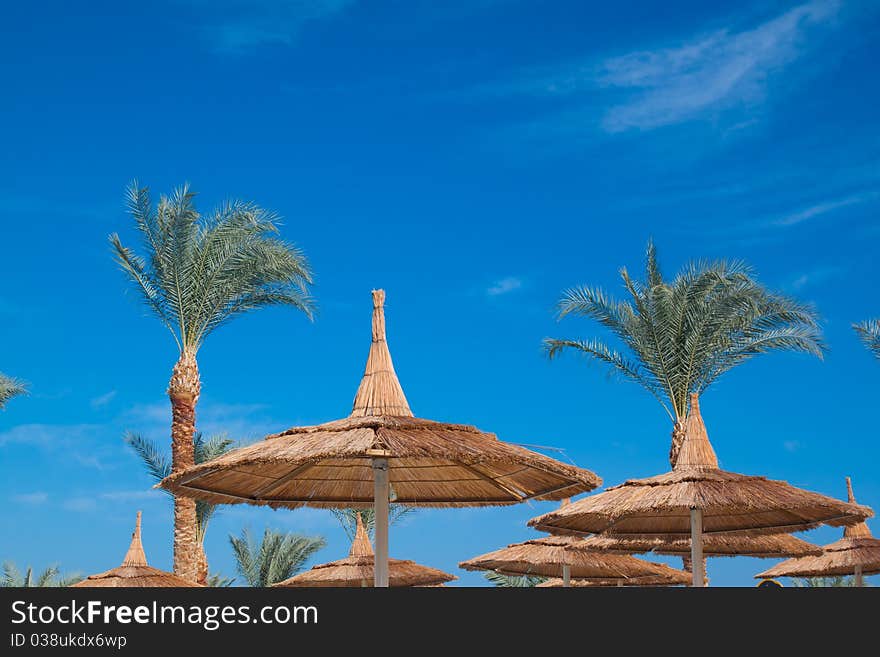 Many palm tree over blue sky. Nature