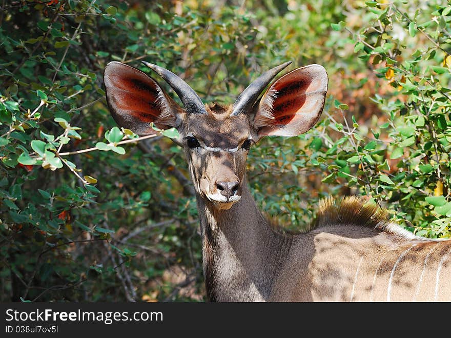 Male Kudu antelope in the bush-veld (South Africa). The Kudu male is also the heraldic animal of South Africa National Parks. Male Kudu antelope in the bush-veld (South Africa). The Kudu male is also the heraldic animal of South Africa National Parks.