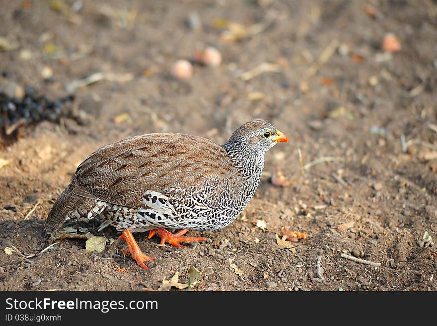 Natal Spurfowl (Pternistis natalensis)