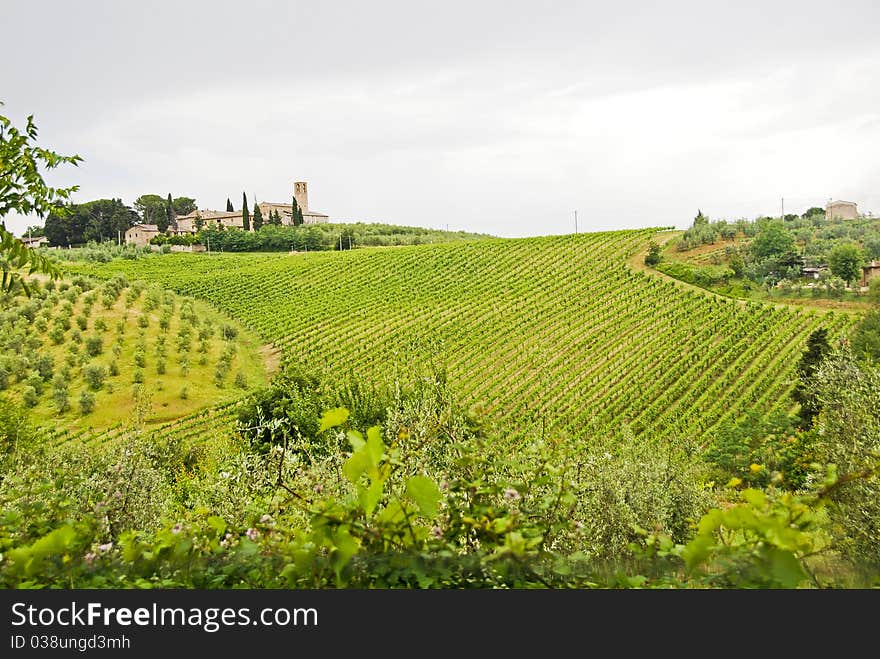 View on a vineyard in Tuscany, Italy