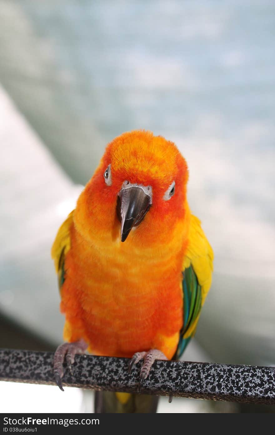 Colorful parrot sitting on a rod. Colorful parrot sitting on a rod