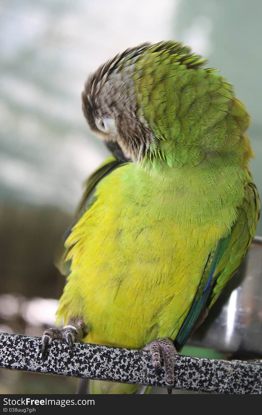 Colorful parrot sitting on a rod. Colorful parrot sitting on a rod