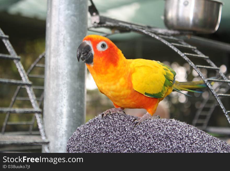 Colorful parrot sitting on a rod. Colorful parrot sitting on a rod