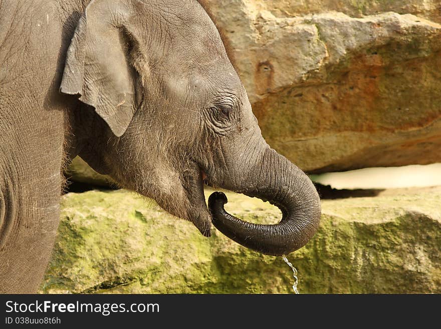 Little elephant drinking with its trunk