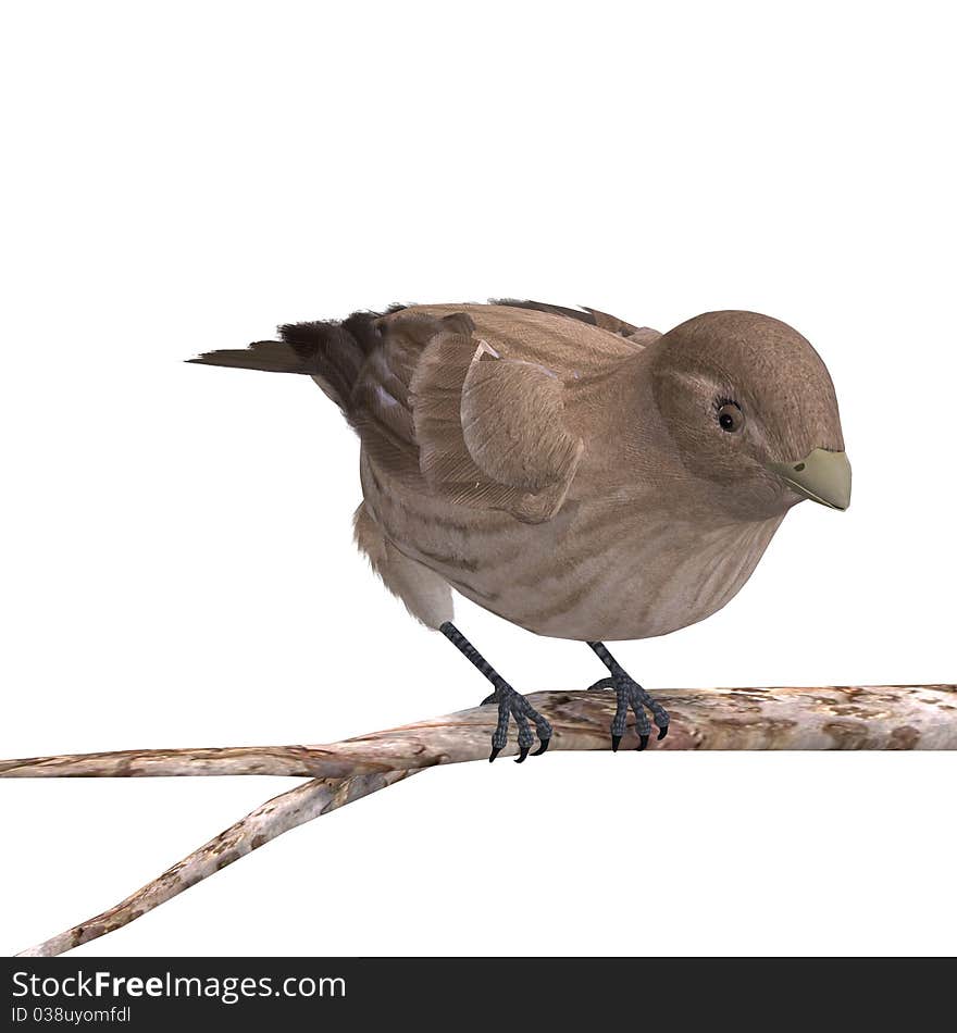 Female House Finch