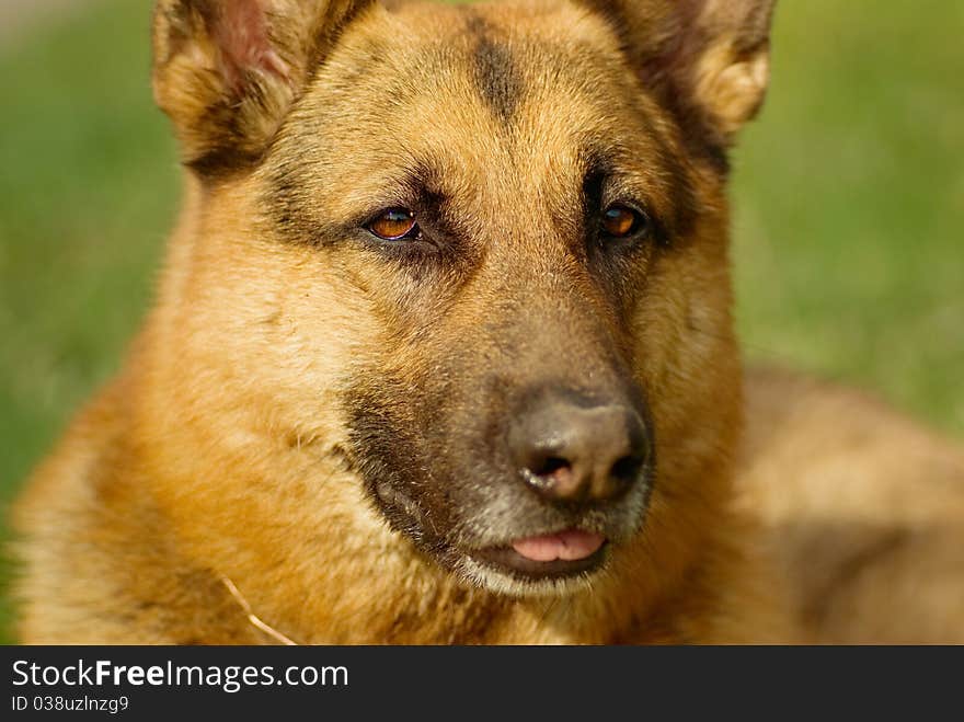 Portrait Of A Curious Dog