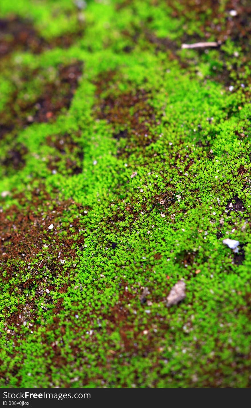 Macro shot of green moss looking beautiful. Macro shot of green moss looking beautiful.