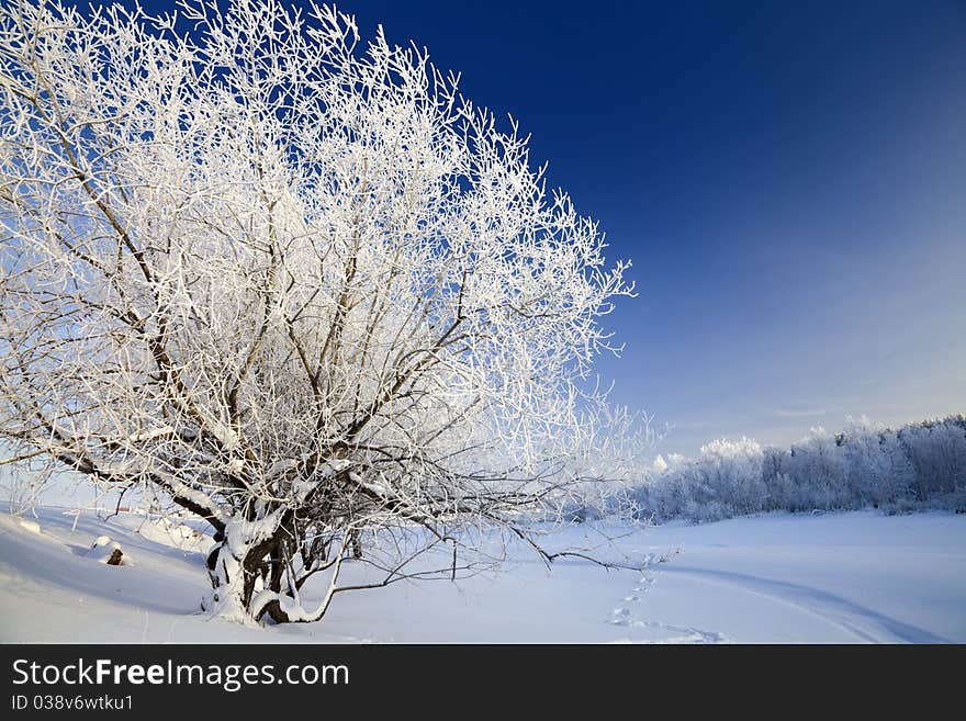 Snow-covered Trees On The Banks