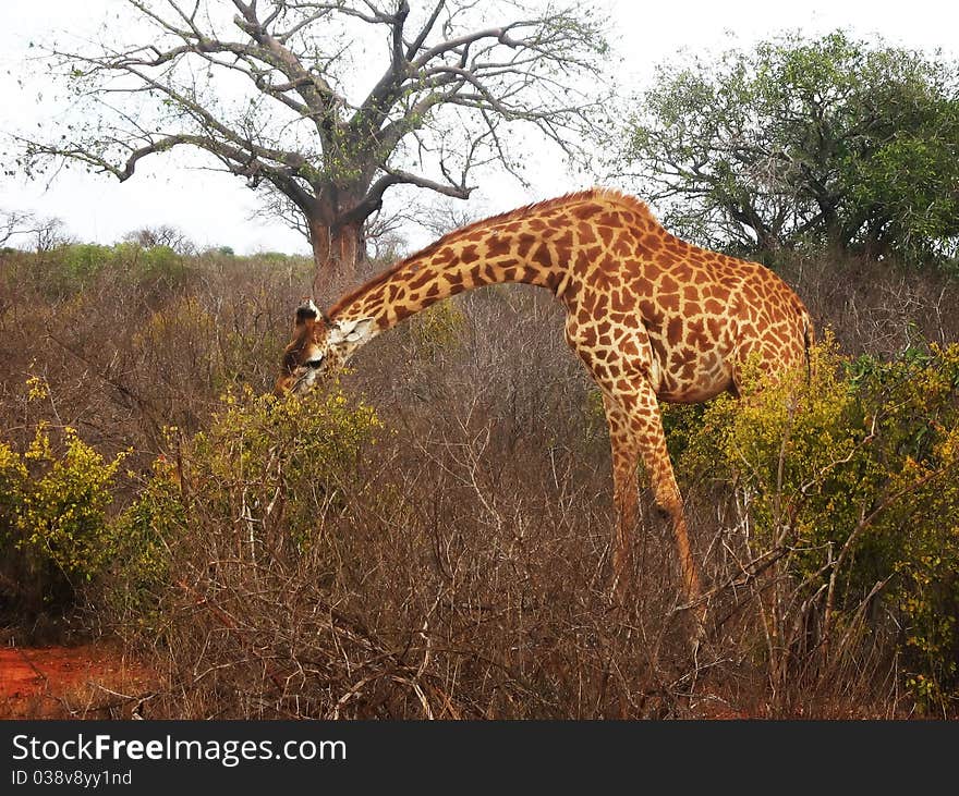 Giraffe on the savannah