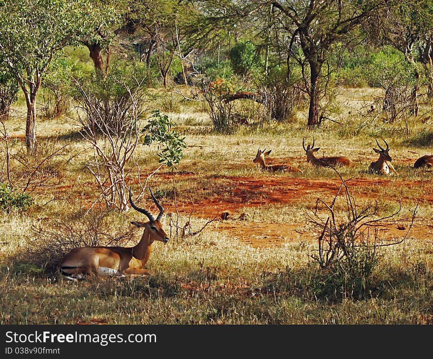 Antelopes resting on the savannah. Antelopes resting on the savannah