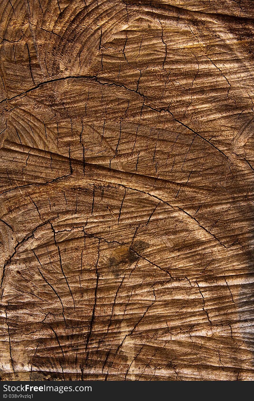 Cut brown wood texture in vertical shot. Cut brown wood texture in vertical shot