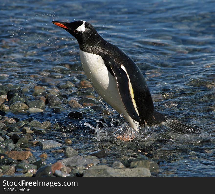 Gentoo penguin washing