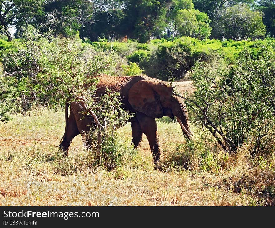 Old elephant on the savannah