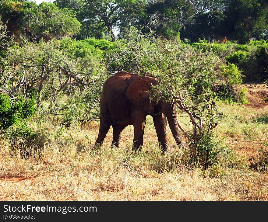 Old elephant on the savannah