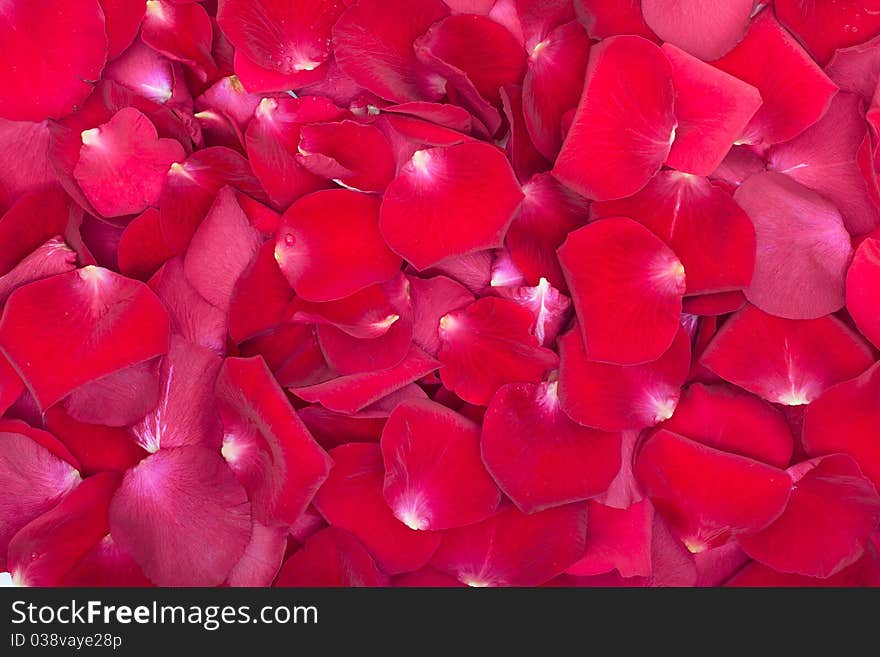 Red rose petals background