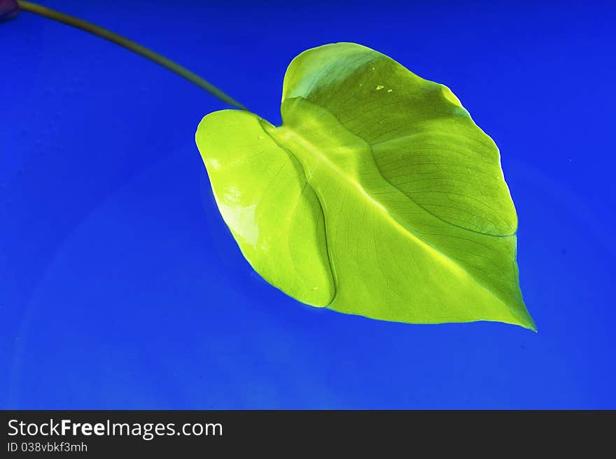 Beautiful leaf on the blue water. Beautiful leaf on the blue water