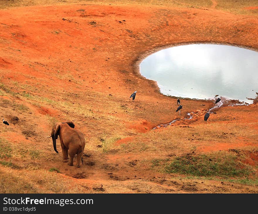 Elephant on the red savannah with birds