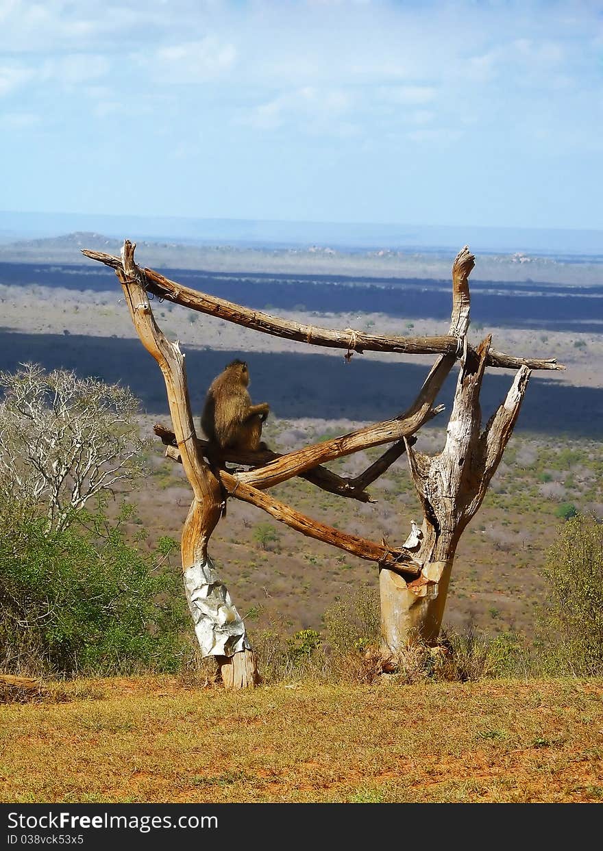 Monkey on the savannah