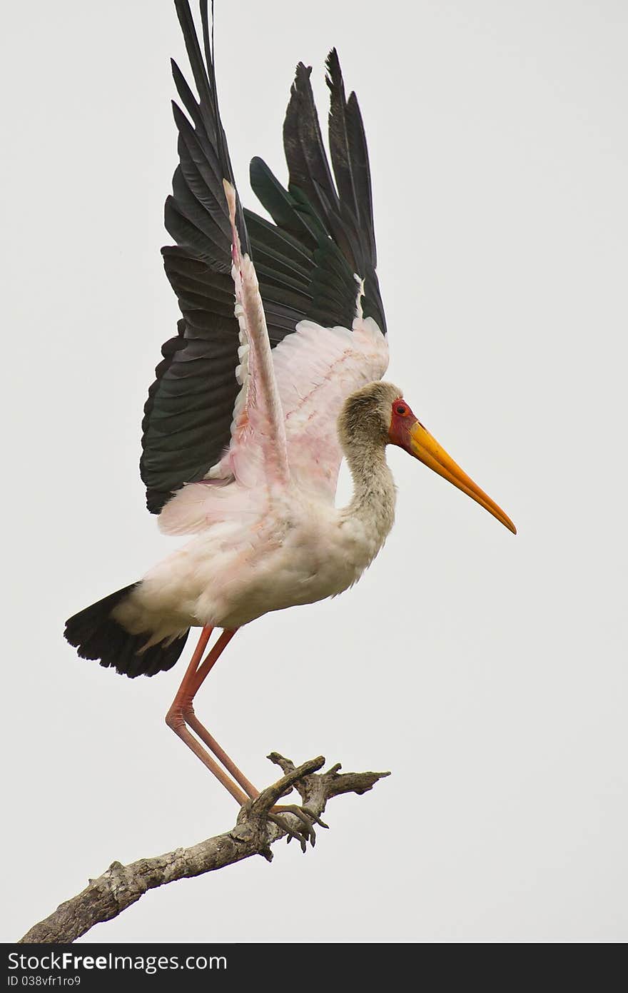 A Yellow-billed Stork keeping balance