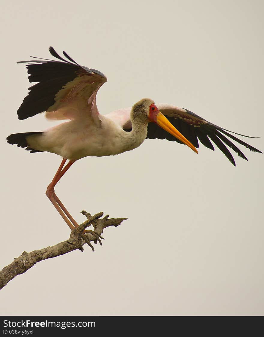 A Yellow-billed Stork taking off