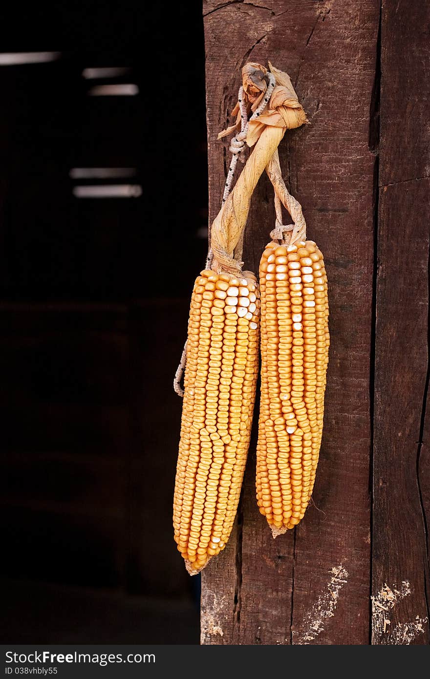 Two corncobs hanging on wooden door