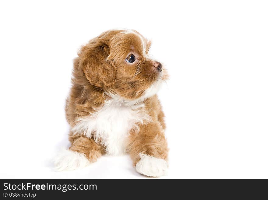 Brown little havanese puppy