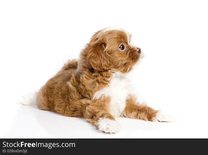 Brown little havanese puppy