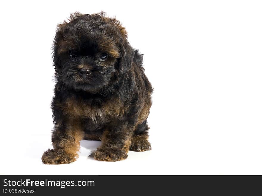 Brown little havanese puppy