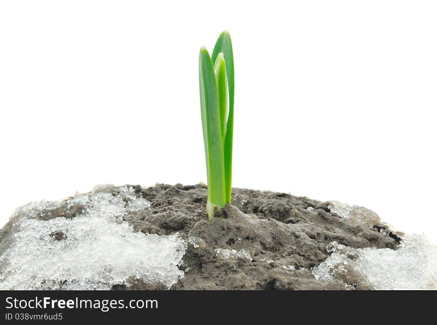 Snowdrop flower in melting snow at early spring. Snowdrop flower in melting snow at early spring