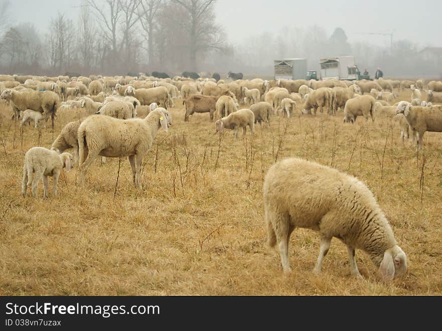 Sheep