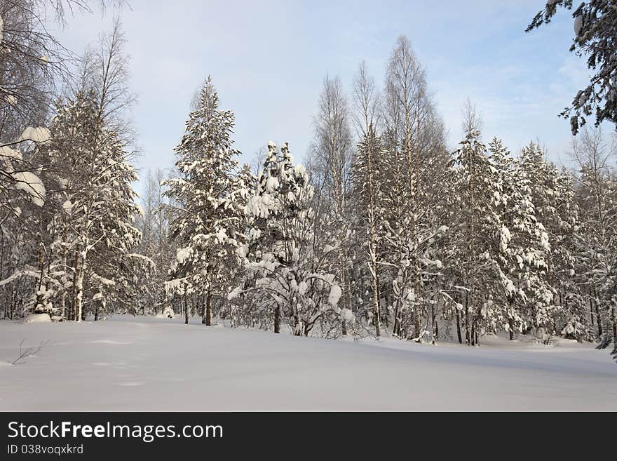 Winter forest landscape, Russia, Kareliya. Winter forest landscape, Russia, Kareliya