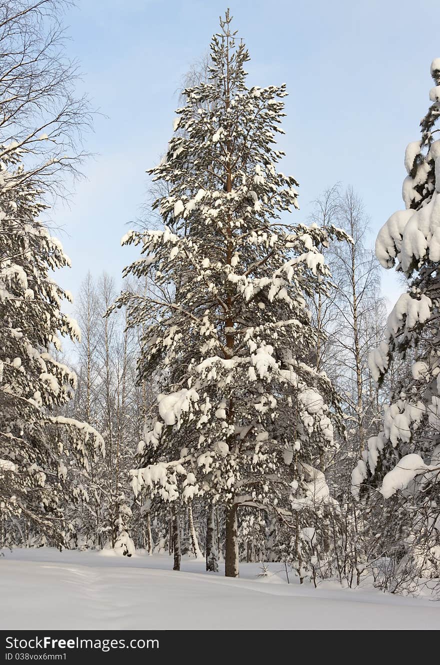 Winter forest landscape, Russia, Kareliya. Winter forest landscape, Russia, Kareliya