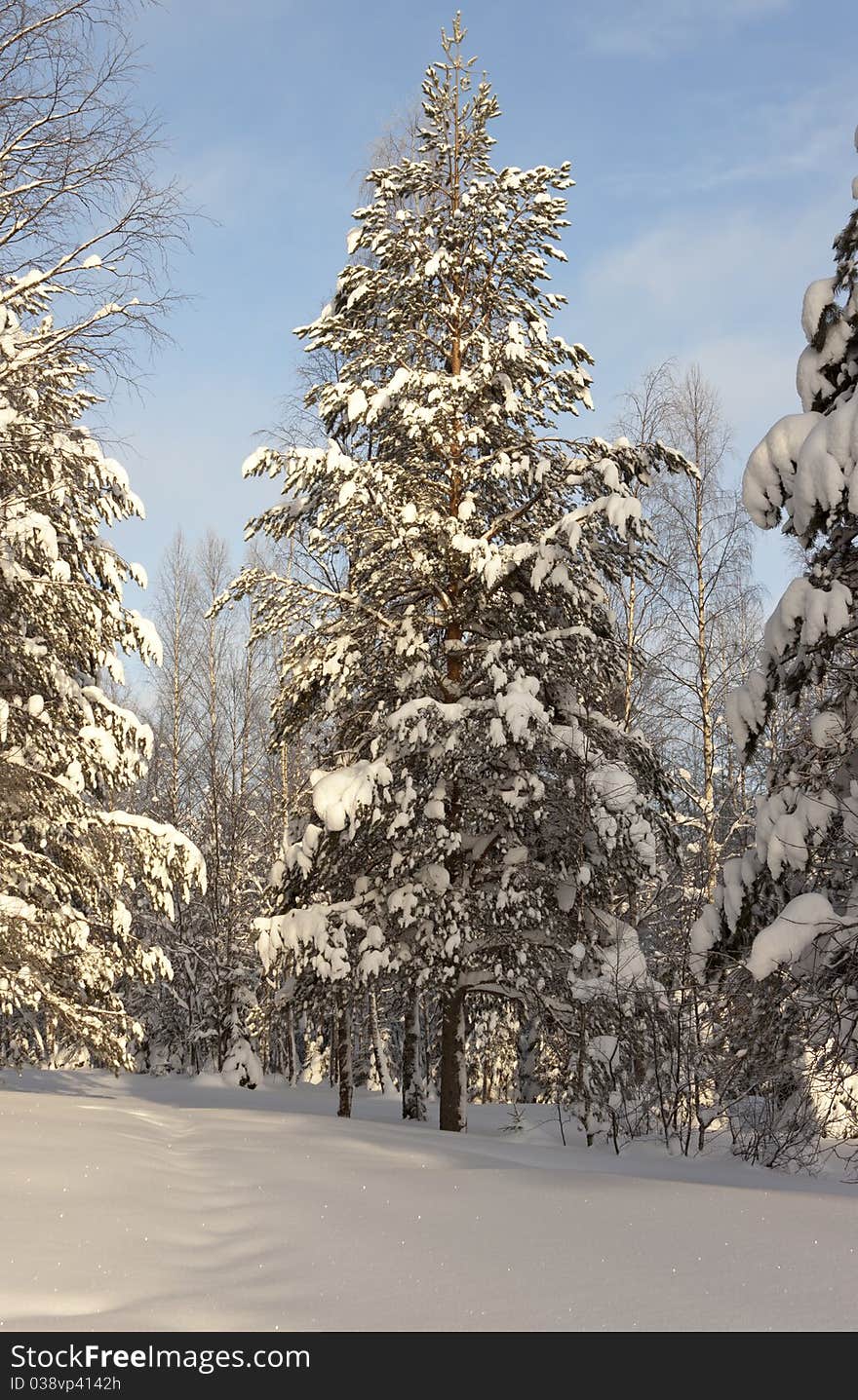 Winter forest landscape, Russia, Kareliya. Winter forest landscape, Russia, Kareliya