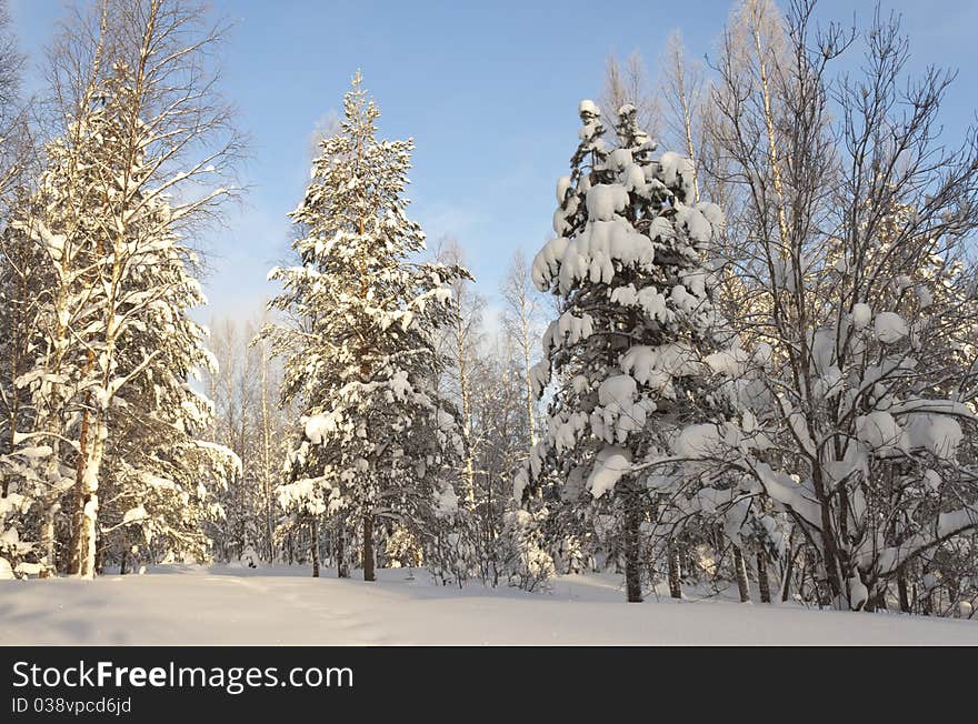 Winter forest landscape, Russia, Kareliya. Winter forest landscape, Russia, Kareliya