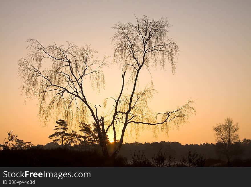 Birch in winter at sunrise in golden glow. Birch in winter at sunrise in golden glow